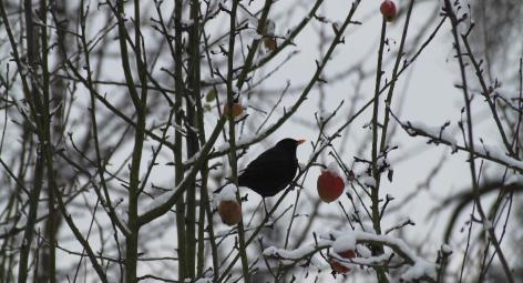 Amsel