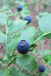 Blaubeeren