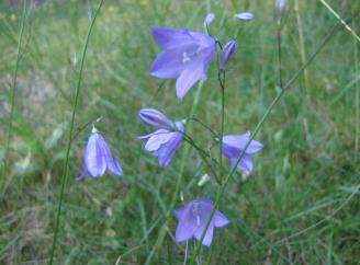 Glockenblumen