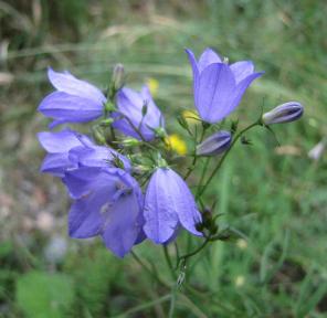 Glockenblumen2