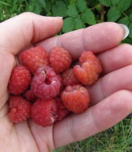 Himbeeren2