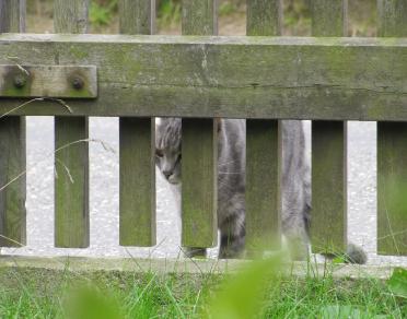 Katze1