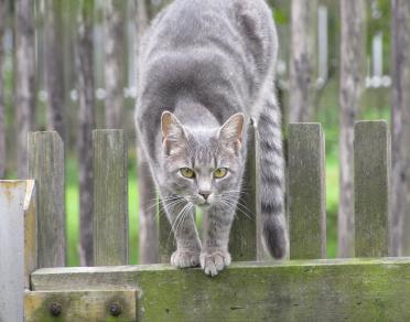 Katze2