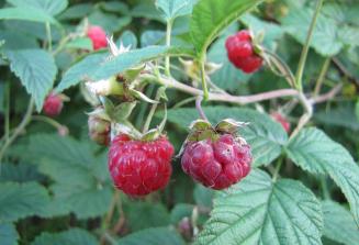 leckereHimbeeren