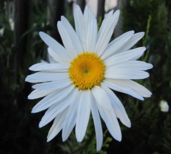 Margerite