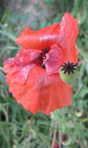 Mohn