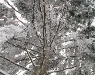 PICT0006511