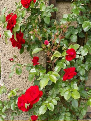 PICT002713