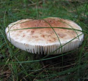 Pilz