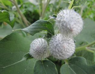 Pustebeeren