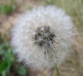Pusteblume
