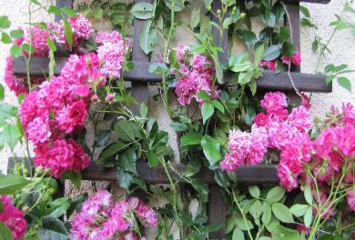 Rosenhecke