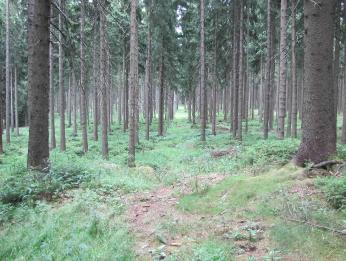 Wald
