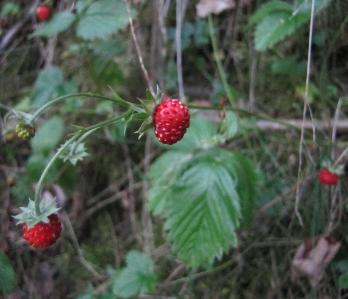 Walderdbeeren